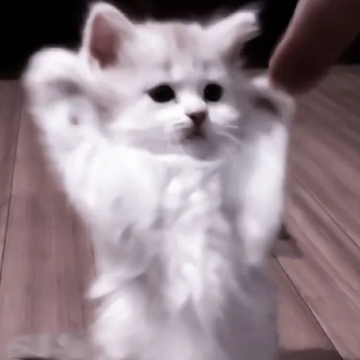 small to medium-sized cats cat domestic cat