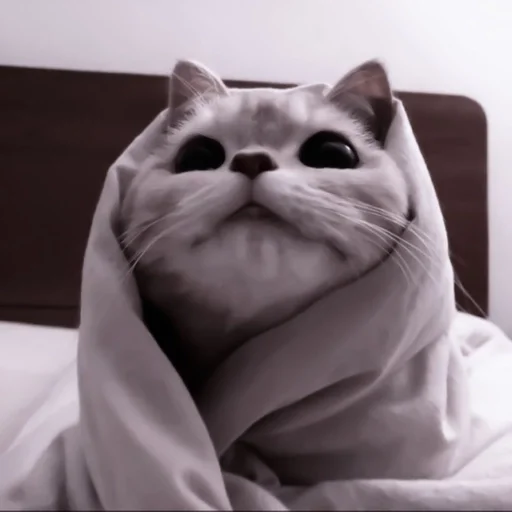 animal small to medium-sized cats indoor