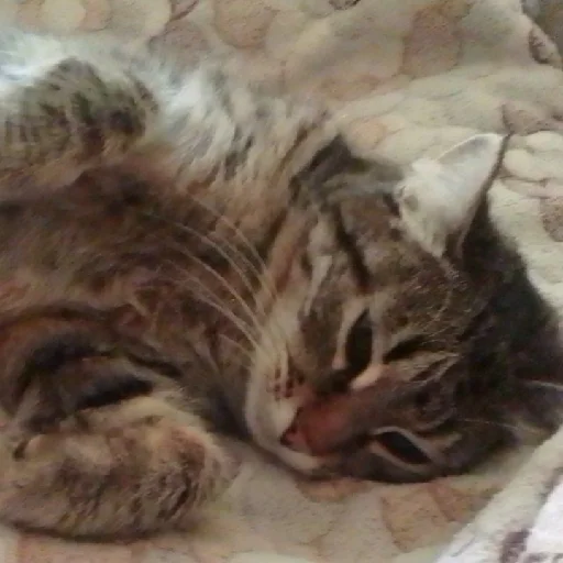 Стикер Мусянька - 4