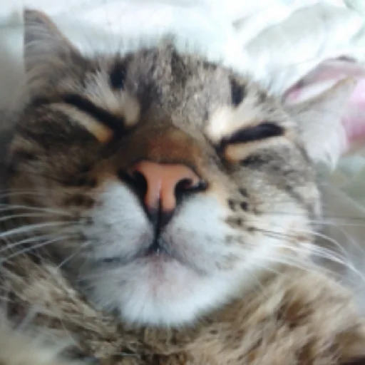 Стикер Мусянька - 3