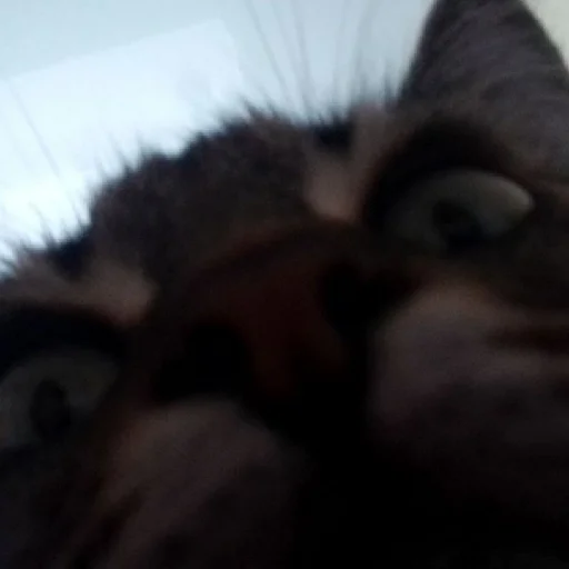 Стикер Мусянька - 1