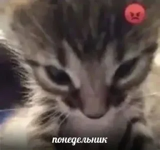 Стикер Больше стиков тут: @stikery4 - 10