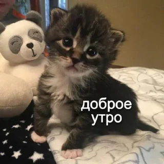 Стикер Больше стиков тут: @stikery4 - 2