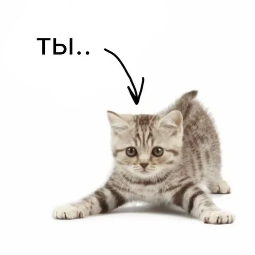 Sticker MYNshlyxa :: @fStikBot - 8