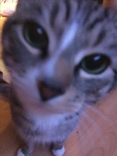 Sticker MYNshlyxa :: @fStikBot - 6