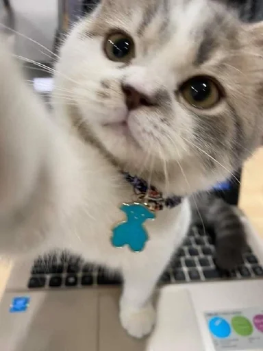 Sticker MYNshlyxa :: @fStikBot - 2