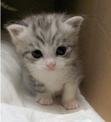 Sticker MYNshlyxa :: @fStikBot - 1