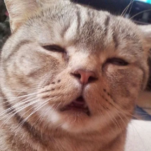 Sticker MyPackForAllWays - 1