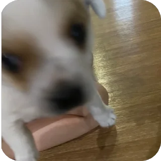 Sticker курицы 🪺 - 8