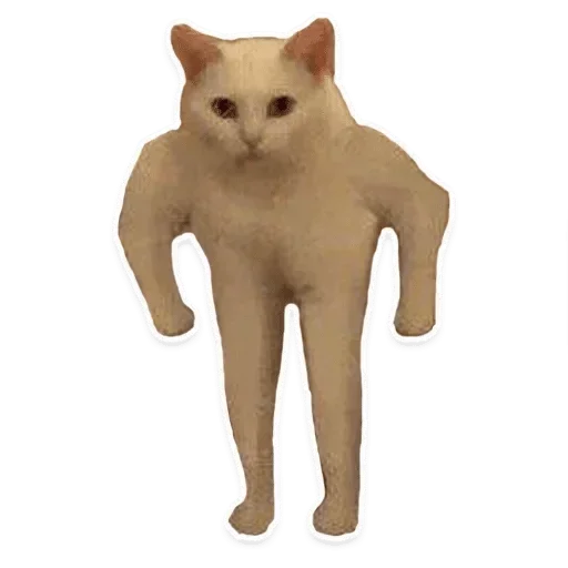 domestic cat animal small to medium-sized cats