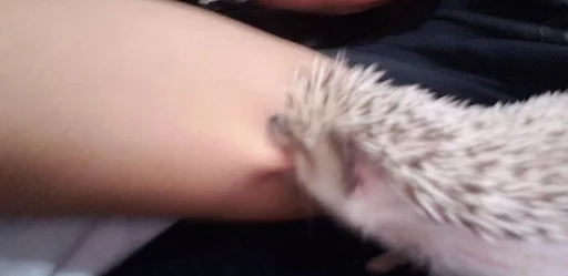 animal mammal hedgehog
