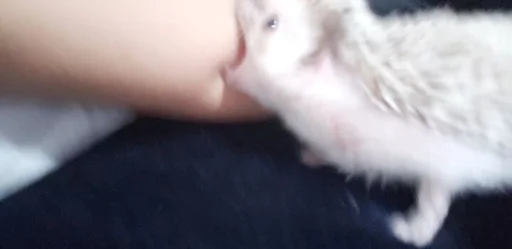 животное млекопитающее Человек