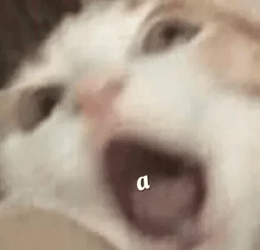 животное млекопитающее домашнее животное