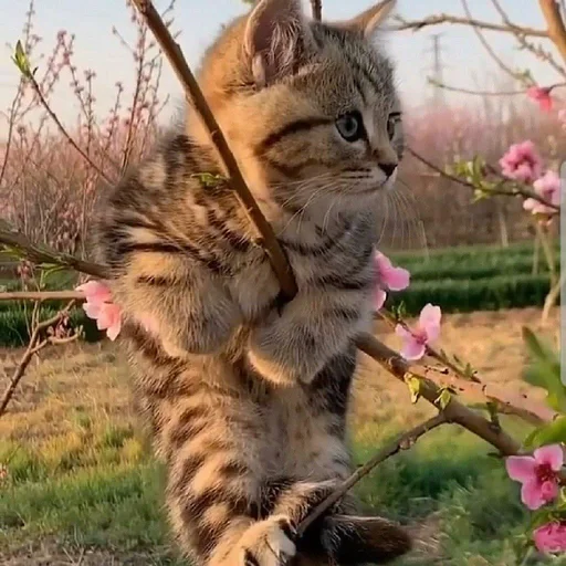 животное млекопитающее кошка