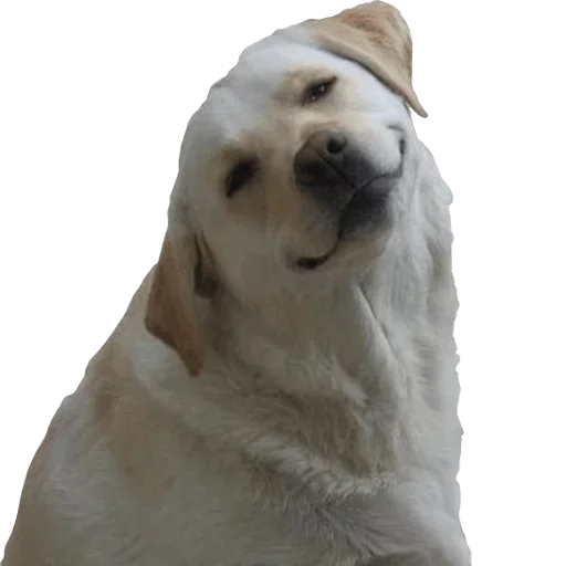 животное млекопитающее Белый