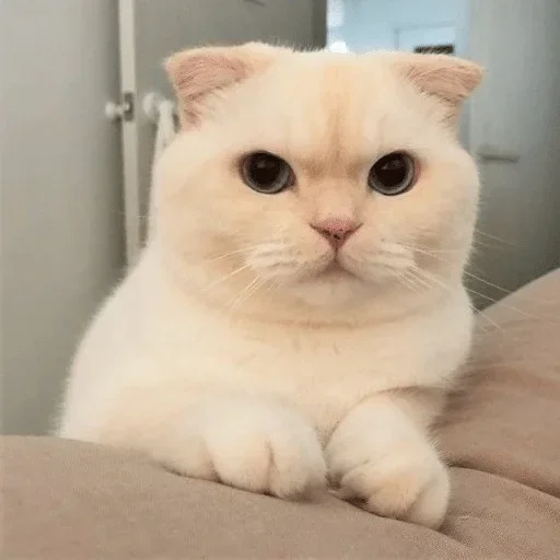 млекопитающее животное кошка