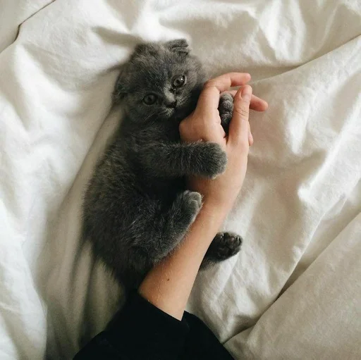 indoor person kitten