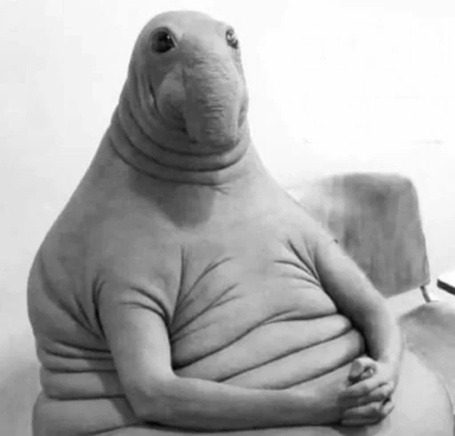 animal mammal indoor