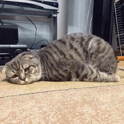 small to medium-sized cats felidae animal