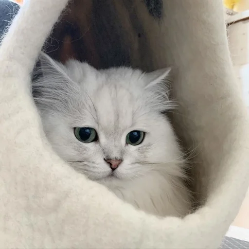 small to medium-sized cats cat felidae