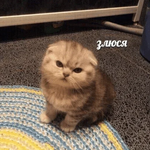 animal small to medium-sized cats cat