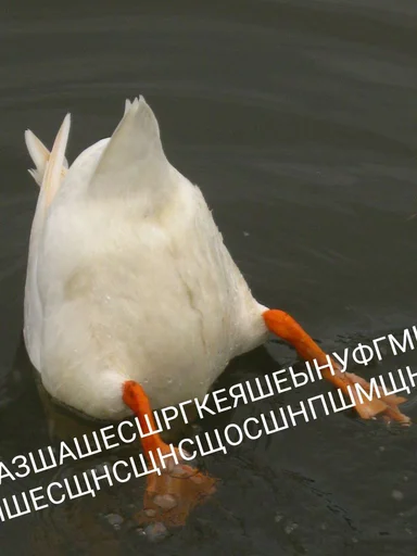 Sticker Crazy ducks - 11