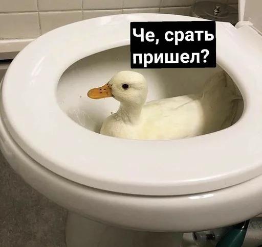 Sticker Crazy ducks - 8