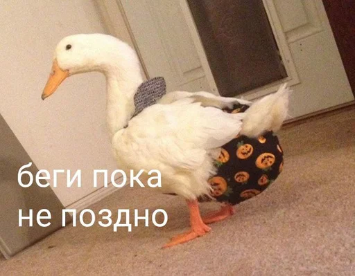 Sticker Crazy ducks - 3