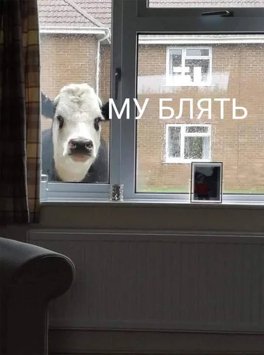 Sticker Crazy ducks - 1