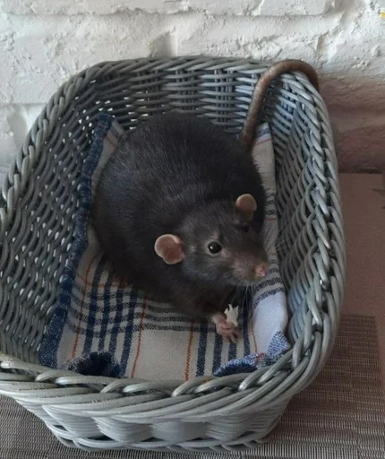 млекопитающее грызун мышь