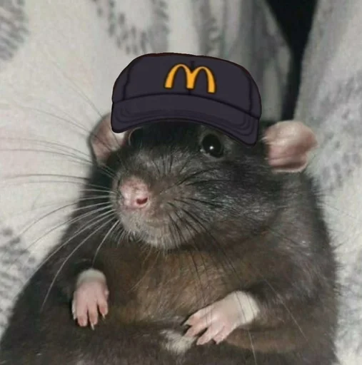 млекопитающее животное грызун