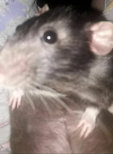 млекопитающее животное грызун