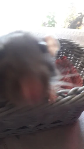 животное млекопитающее