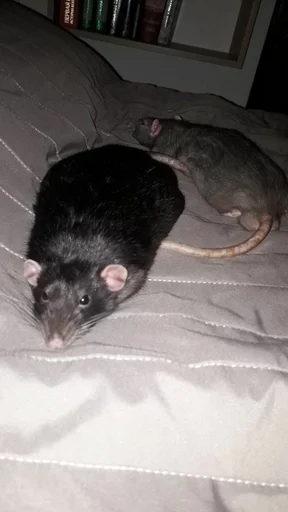 животное млекопитающее грызун