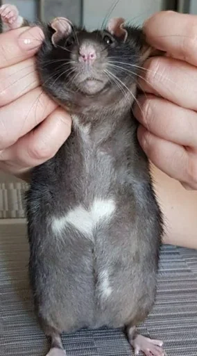 животное млекопитающее грызун