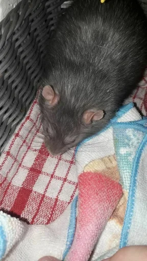 млекопитающее животное грызун