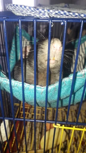 млекопитающее животное корм для домашних животных