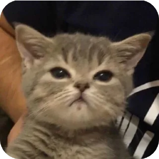 Sticker Мягкие всратыши @meowkyit 1 - 2