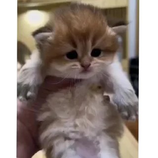 Sticker Мягкие всратыши @meowkyit 1 - 3