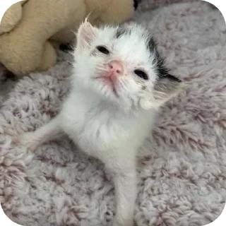 Sticker Мягкие всратыши @meowkyit 1 - 1