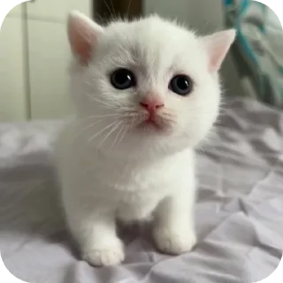 Sticker Мягкие всратыши @meowkyit 1 - 5