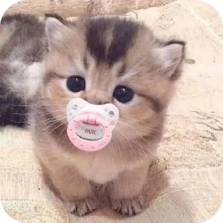 Sticker Мягкие всратыши @meowkyit 1 - 10