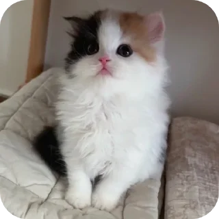 Sticker Мягкие всратыши @meowkyit 1 - 8