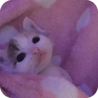 Sticker Мягкие всратыши @meowkyit 1 - 7