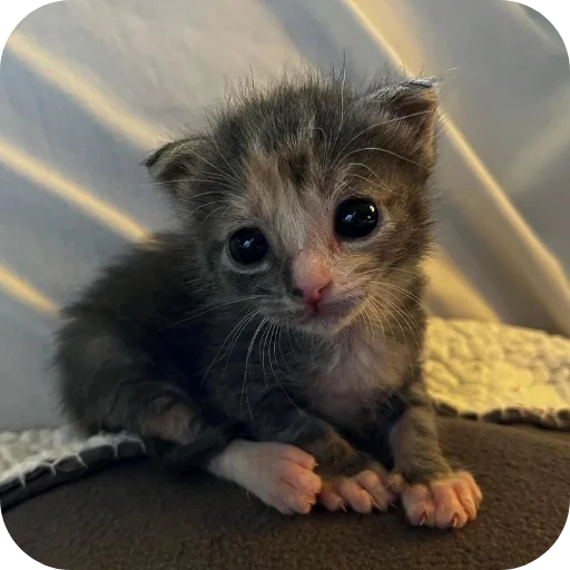 Sticker MyagkieVsratyshiMeowkyit3 - 1