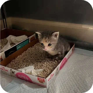 Sticker Мягкие всратыши @meowkyit 3 - 3