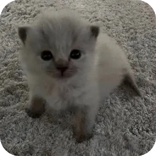 Sticker Мягкие всратыши @meowkyit 3 - 11