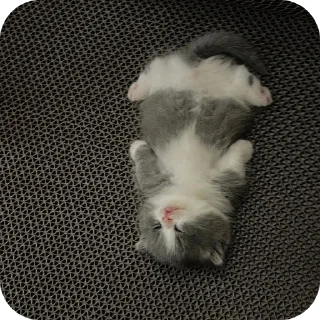 Sticker Мягкие всратыши @meowkyit 3 - 2