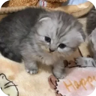 Sticker Мягкие всратыши @meowkyit 3 - 4