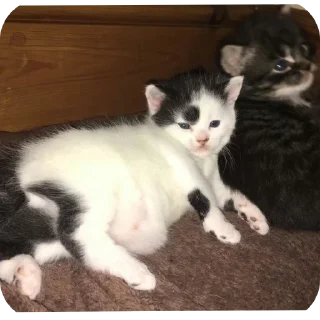 Sticker Мягкие всратыши @meowkyit 3 - 8